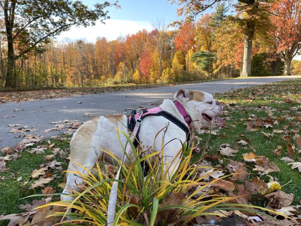 /Images/uploads/Long Island Bulldog Rescue/LIBR-2025-Calendar/entries/32189thumb.jpg